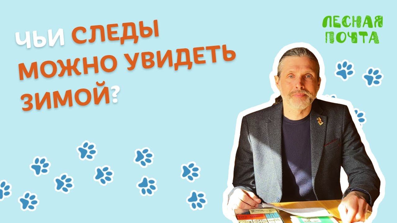 Чьи следы зимой в лесу можно увидеть? Лесная почта Лапландского заповедника смотреть онлайн