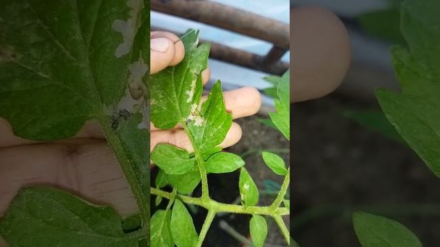 Алдында видеодағы көрсеткен көбелектің құрты "личинкасы" смотреть онлайн