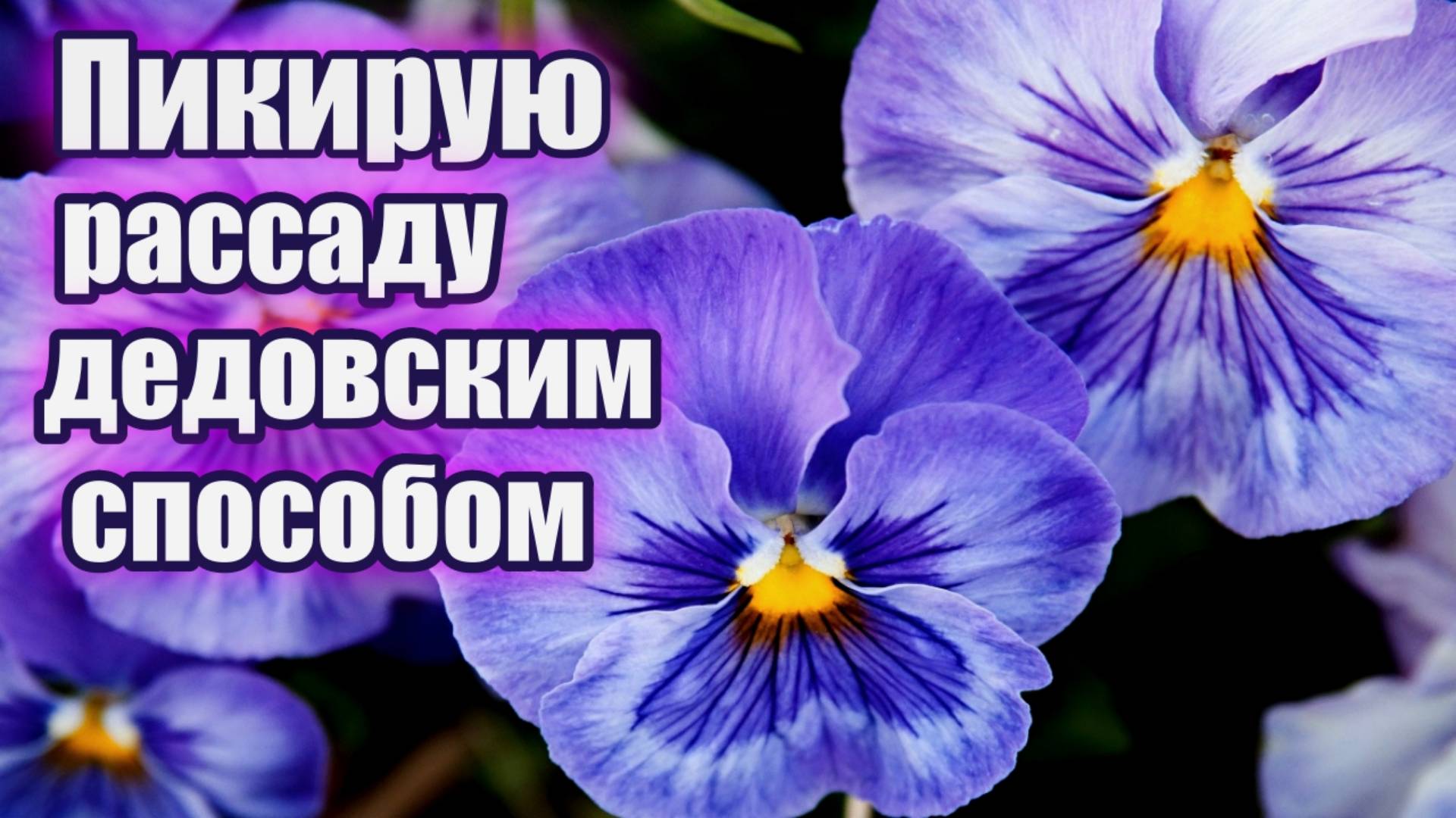 Анютины глазки и гацанию пикирую рассаду дедовским способом. Цветы выращивание и уход