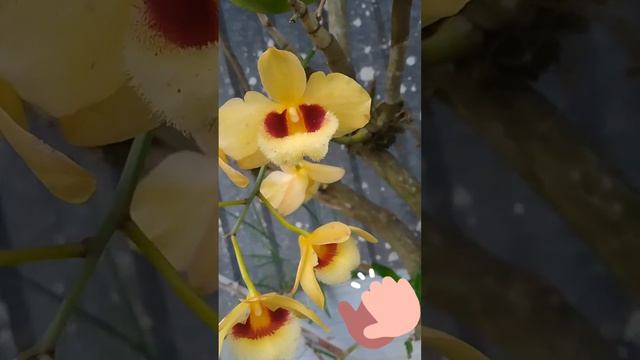 Dendrobiun Gatton sunray e sua beleza #shorts #anggrek#orchid #natureza #orchids #orquideas смотреть онлайн