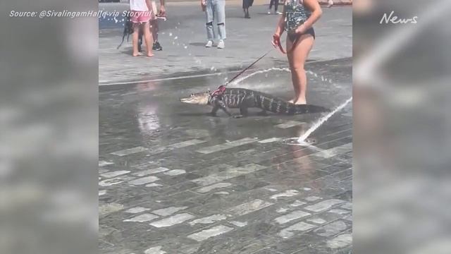 Emotional support alligator taken for a walk through park by young girl смотреть онлайн