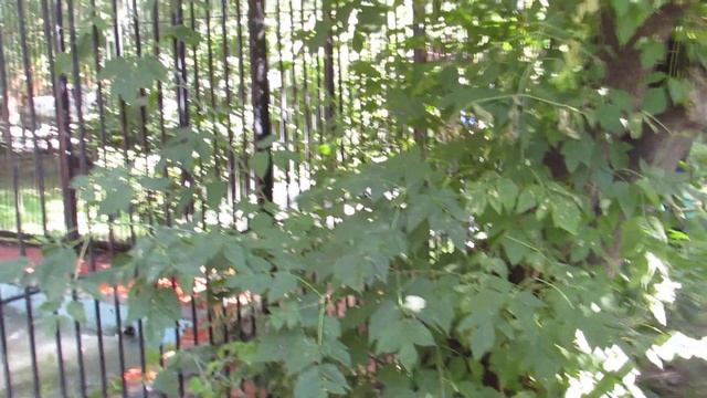 Ростика заманили в бассейн пряниками 16.08.18 смотреть онлайн