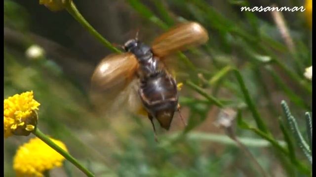 Calentando motores. Amphimallon pini. смотреть онлайн