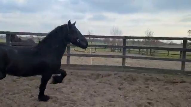 Фриз мерин 2018 г. смотреть онлайн