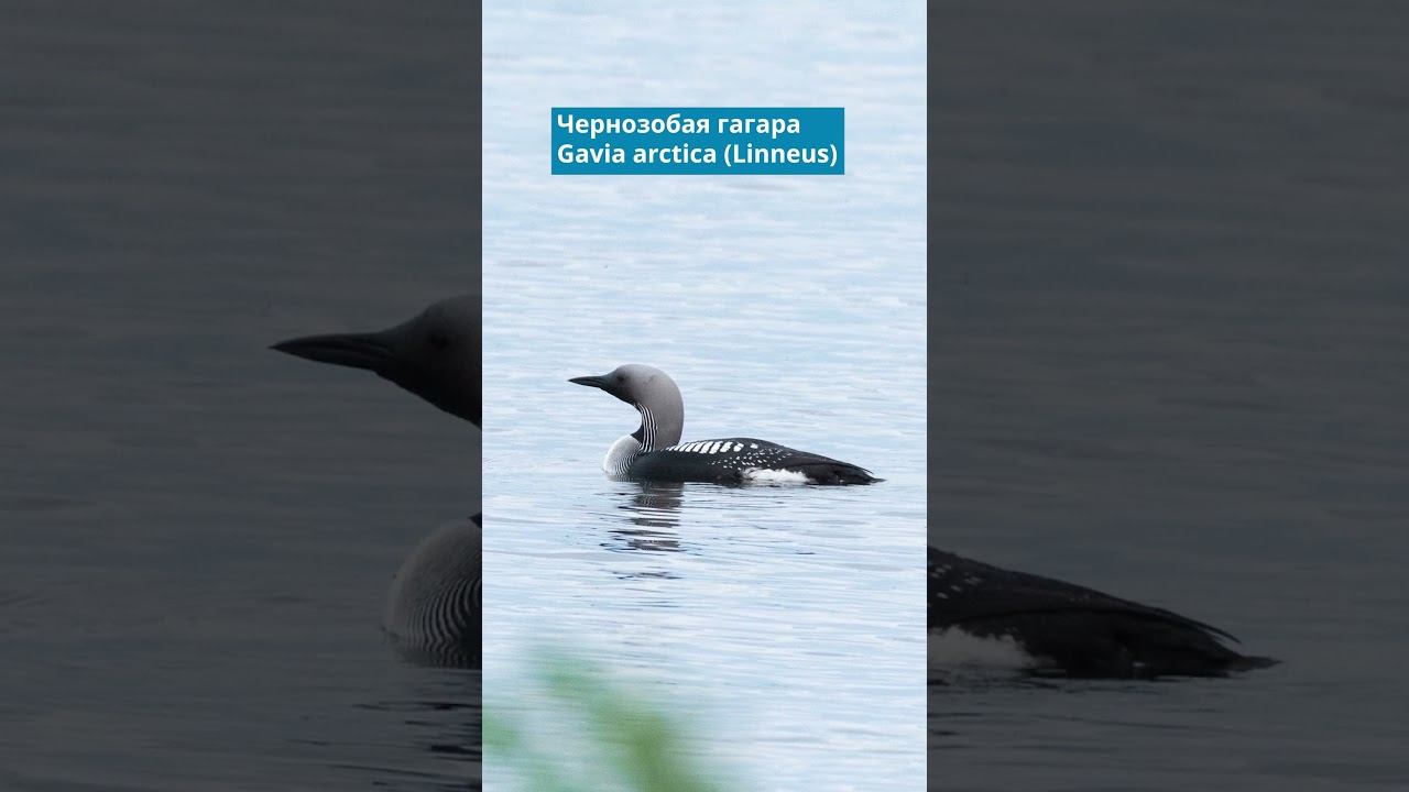 Чернозобая гагара. Голоса птиц. Птицы Лапландии смотреть онлайн