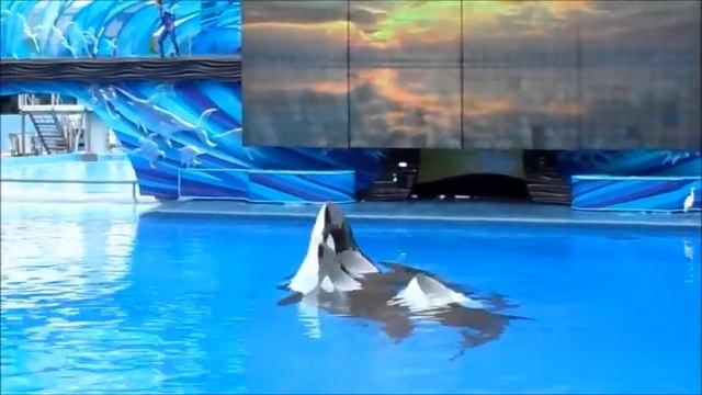 5 Whale Breach (9/13/15) смотреть онлайн