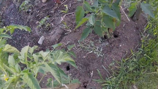 Tomato Success - Simply Garden смотреть онлайн