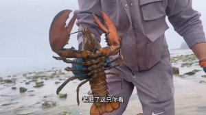 Сяо Чжан ловит море и ловит огромную камбалу!