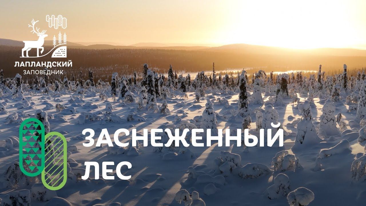 Заснеженный лес смотреть онлайн