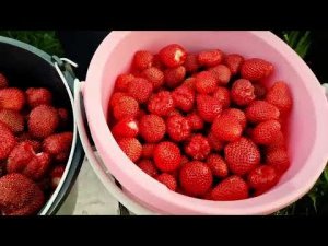 Простые правила роста клубники. ORGANICUM в гостях у «Садового Мира».