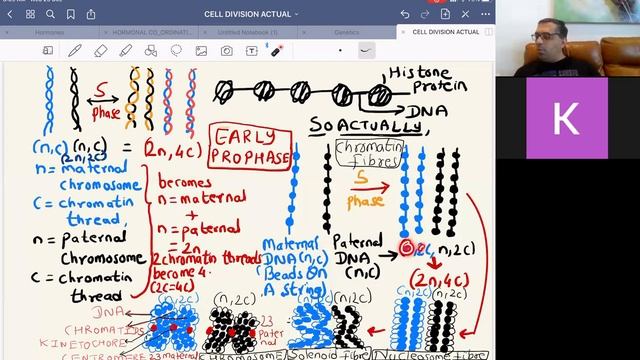 CELL DIVISION 2ND LECTURE MITOSIS смотреть онлайн