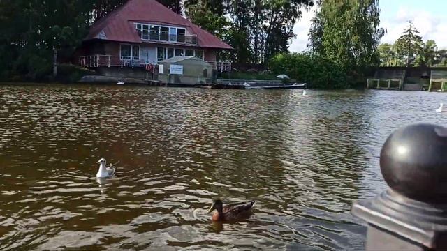 Природа #природа #красота #птицы смотреть онлайн