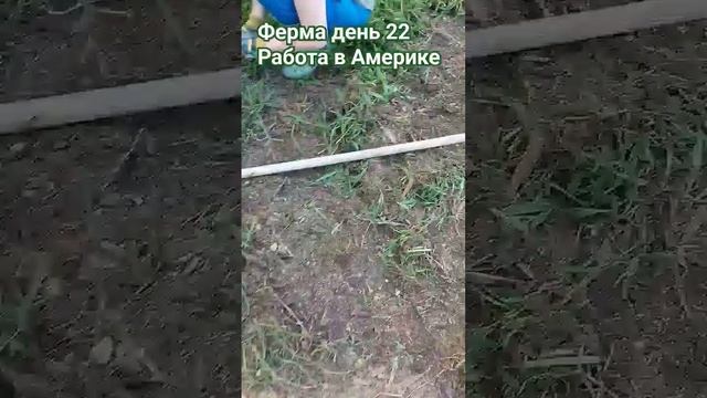 Работа в Америке как живут американцы #animal #goat смотреть онлайн