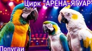 🎪 Цирк «АРЕНА–ЯГУАР» 🦜Попугаи!