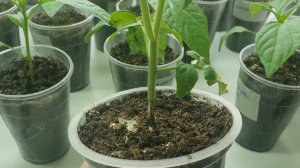 СТРАШНОЕ ПОСЛЕДСТВИЕ ОЭДЕМЫ НА ТОМАТАХ. КАК СПАСТИ.