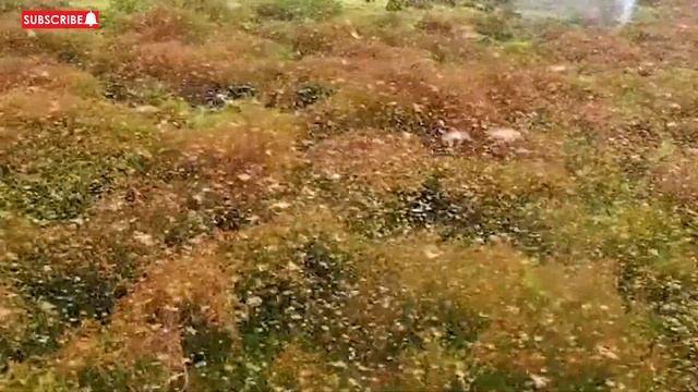 'Swarmageddon': Millions of Locusts Sweep into India's Capital New Delhi смотреть онлайн