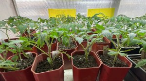 Обзор рассады детерминированных и индетерминантных томатов. Томатные гномы.