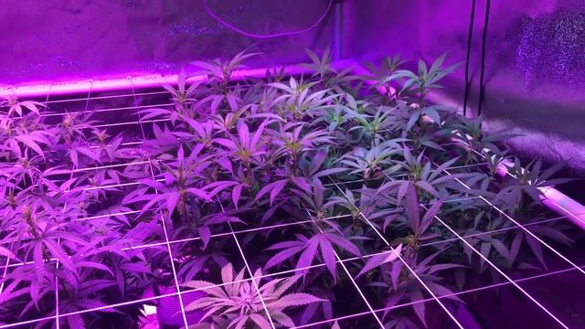 My 4x4 Grow Tent - Heart Broken смотреть онлайн