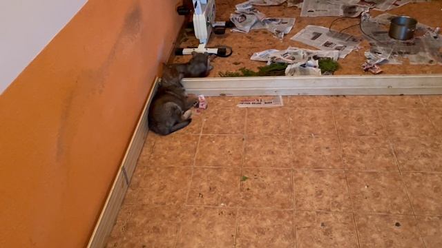 Доброе утро! Утреннее счастье хозяина настало. Все заснули около косточек. смотреть онлайн