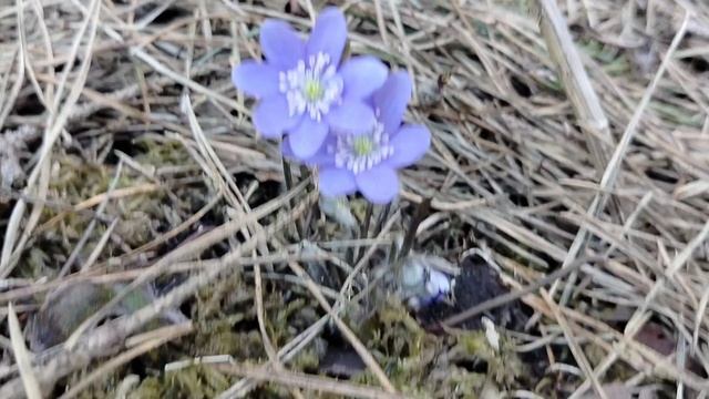 Эрантис, галантус, печёночница в апреле 2025, дача смотреть онлайн