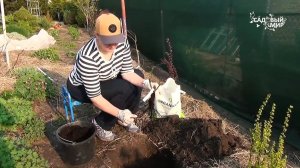Как посадить в саду миниатюрную розу с удобрением ORGANICUM.