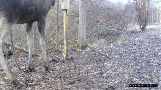Переставил фотоловушку результат прежний. смотреть онлайн