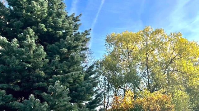 #Москва #осень Осенняя магия….. смотреть онлайн