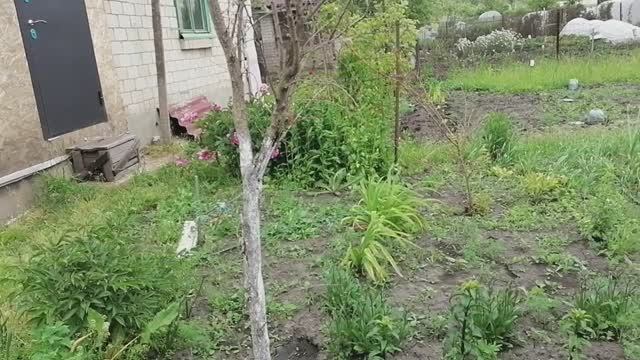 Начало лета, мороз даванул урожай, обзор посадок, планы... смотреть онлайн