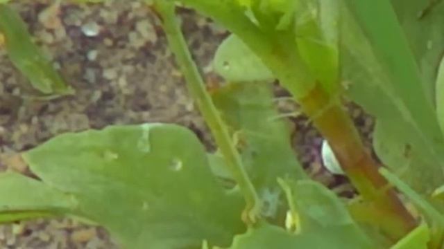 Jan 6, 2017- At Djuma Dam Cam- A very long..ummm.. caterpillar? смотреть онлайн