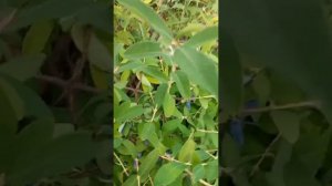 Урожайные вкусные сорта жимолости для Тверской области: Восторг, Гордость Бакчара, Мичуринское диво