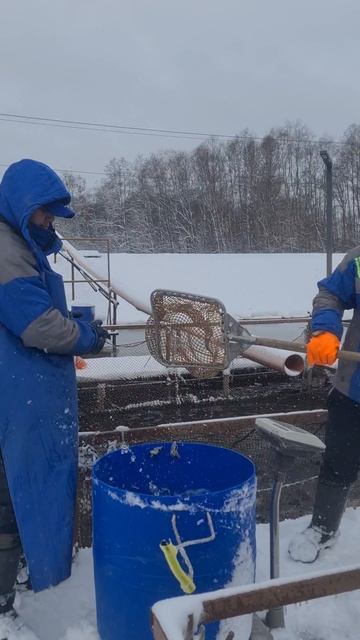 Запуск форели смотреть онлайн