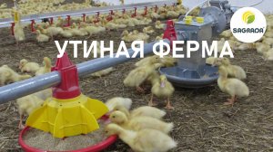 Утиная ферма | Оборудование SAGRADA