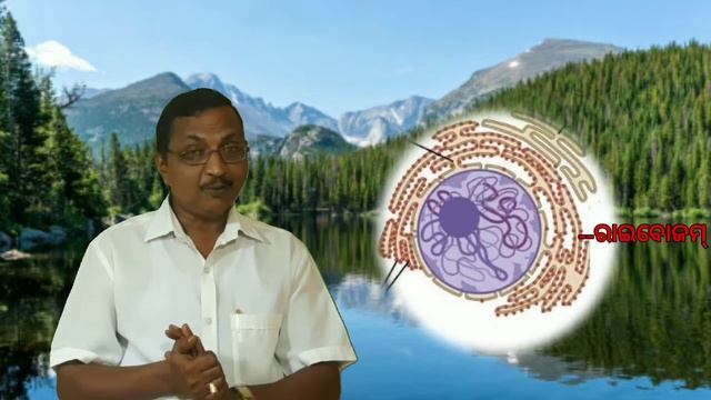 କୋଷର ଗଠନ ଓ କାର୍ଯ୍ୟ (part-4) ll Golgibody,plastid, lysosome ll by Adikanda Sahoo ll by amaparichaya. смотреть онлайн