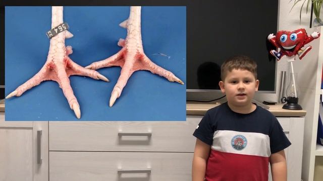Huhn Präsentation Referat 3 Klasse was man alles über Hühner wissen soll ! смотреть онлайн
