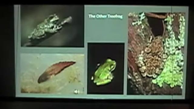 The Secret Lives of Turtles, Frogs, Salamanders & Snakes смотреть онлайн