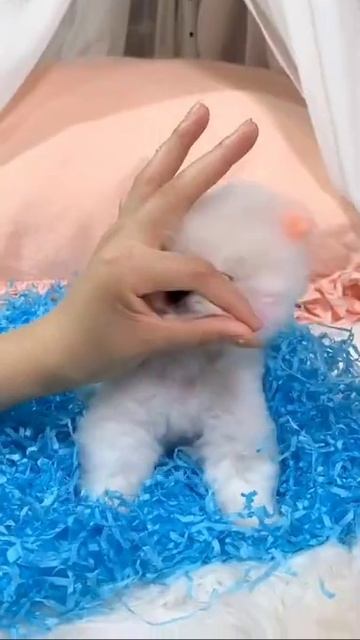 Beautiful dog smiling #shorts