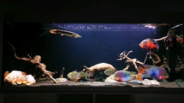 Аквариум смотреть онлайн