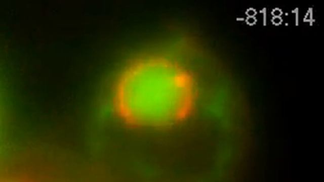 Pach NUP49 DAPI LacO-tel смотреть онлайн