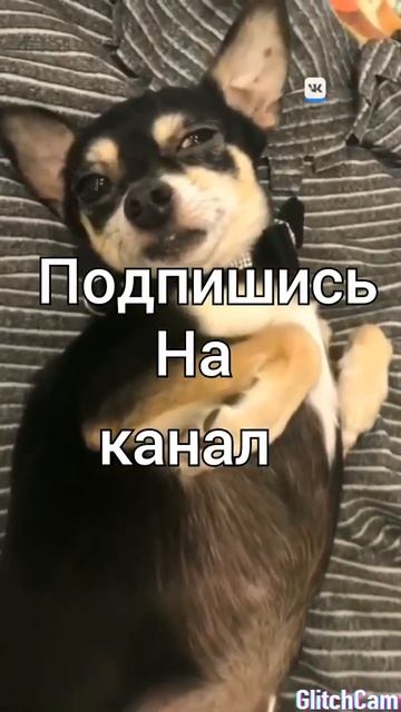 Шапку невидимку на Калбаску надену РЖАКА СМОТРЕТЬ ВСЕМ!!! смотреть онлайн