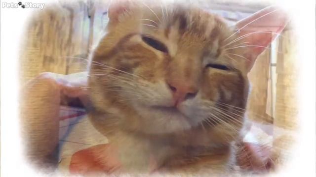 猫は自分で飼い主を選ぶ事をあなたは知っていましたか？【スピリチュアル】【猫を飼う前に見て欲しい動画】 смотреть онлайн