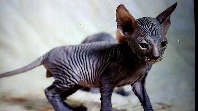 Топ 10 самых добрых пород котиков