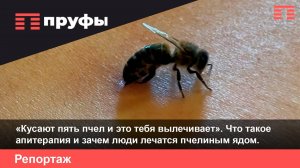 Лечатся пчелиным ядом: для чего люди заставляют пчел жалить себя