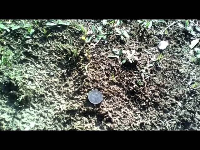 Коп монет с МД. Вот это поперло!!! смотреть онлайн