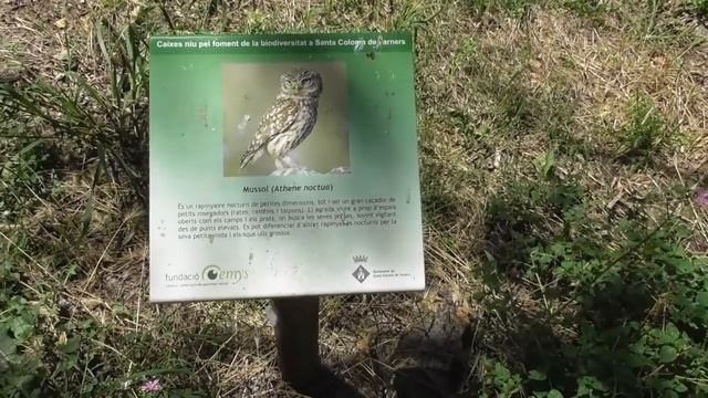 Прогулка по лесу.Испания.Santa Coloma de Farners.Антистресс...Идеальное место успокоить нервы... смотреть онлайн