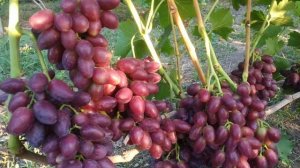 Виноград Барин  на 9.08.22.