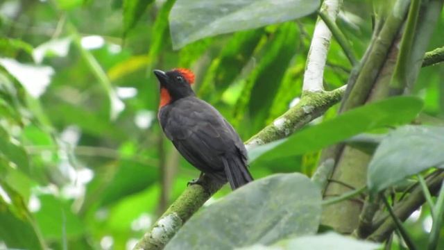 ENDEMIC, Sooty Ant Tanager, Habia gutturalis, Cerulean Warbler reserve, Bogota Birding смотреть онлайн