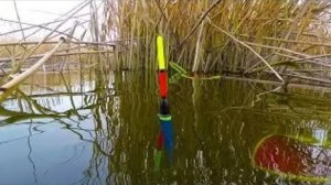 Рыбалка весной на поплавок |ловля карася и сазана на реке в апреле| Карась на поплавок