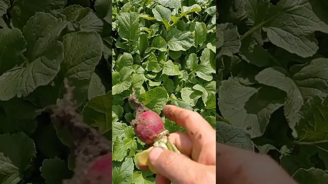 Мой первый урожай, Редиска))) смотреть онлайн