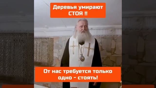 Деревья умирают стоя! Прислали по Ватсап, делюсь 🙏❤ смотреть онлайн