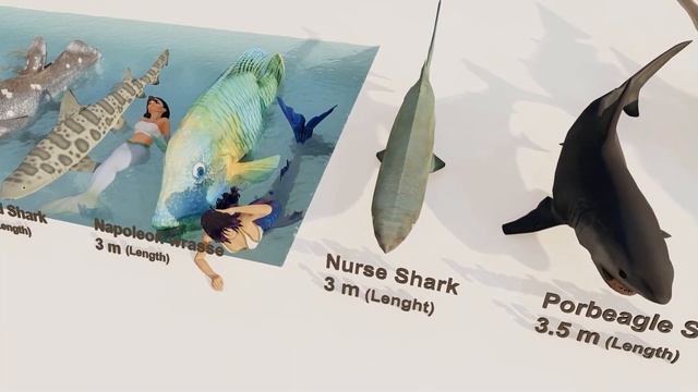 Fish Size 3D Comparison 🐠 🐡🐬🦈🐳 | 2021 смотреть онлайн